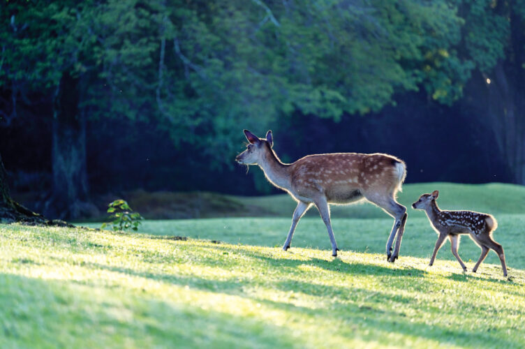 Keeping deer out of the garden